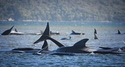 U masovnom nasukavanju u Australiji uginulo 90 kitova
