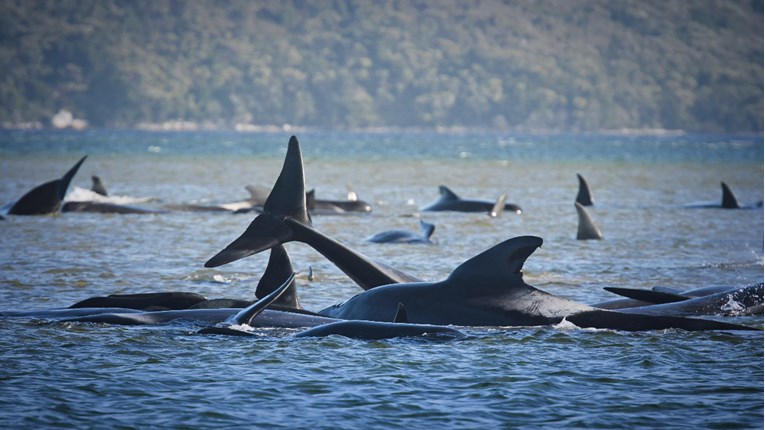 Masovno nasukavanje kitova u Australiji, uginulo ih je 90