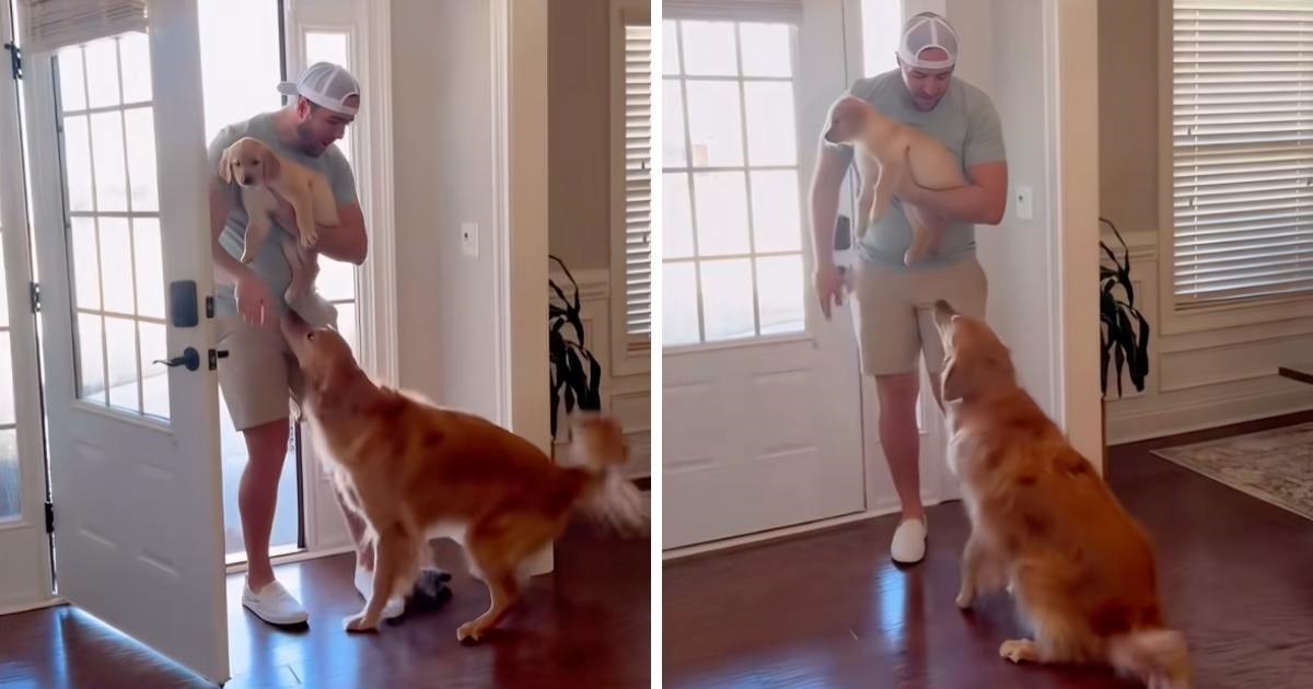 Odrasli zlatni retriver dobio je najslađi poklon. Pogledajte njihov prvi susret