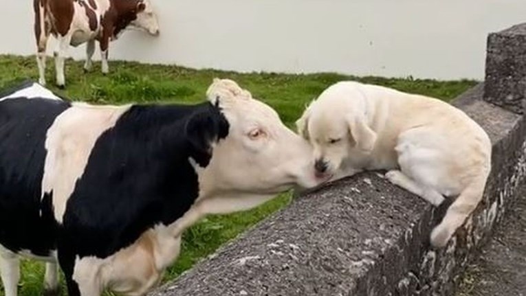 Video ponovnog susreta psa i krave dirnuo internet: "Nisu zaboravili jedno na drugo"