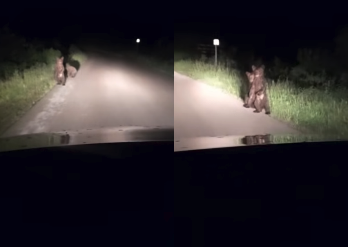 VIDEO Kod Udbine snimljena medvjedica s tri mala medvjedića