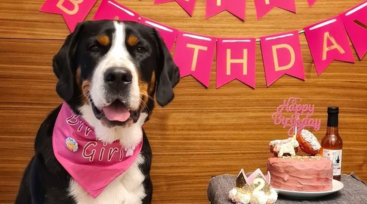 Ovih 5 pasmina ima najkraći životni vijek