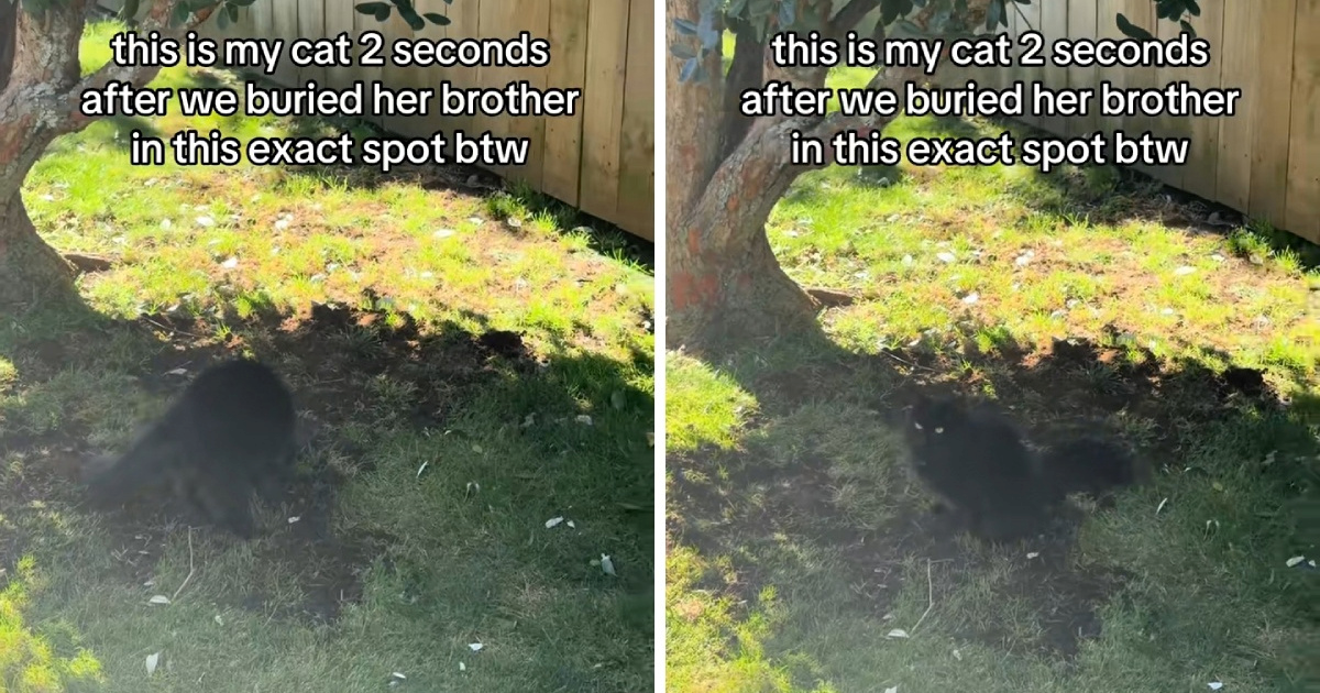 Dirljiva snimka: Mačka tuguje za bratom na mjestu gdje je pokopan
