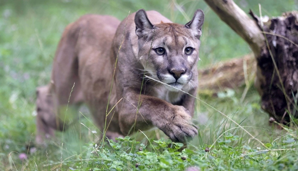 Puma ubila planinarku u Americi
