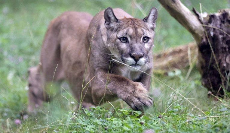 Puma ubila planinarku u Americi