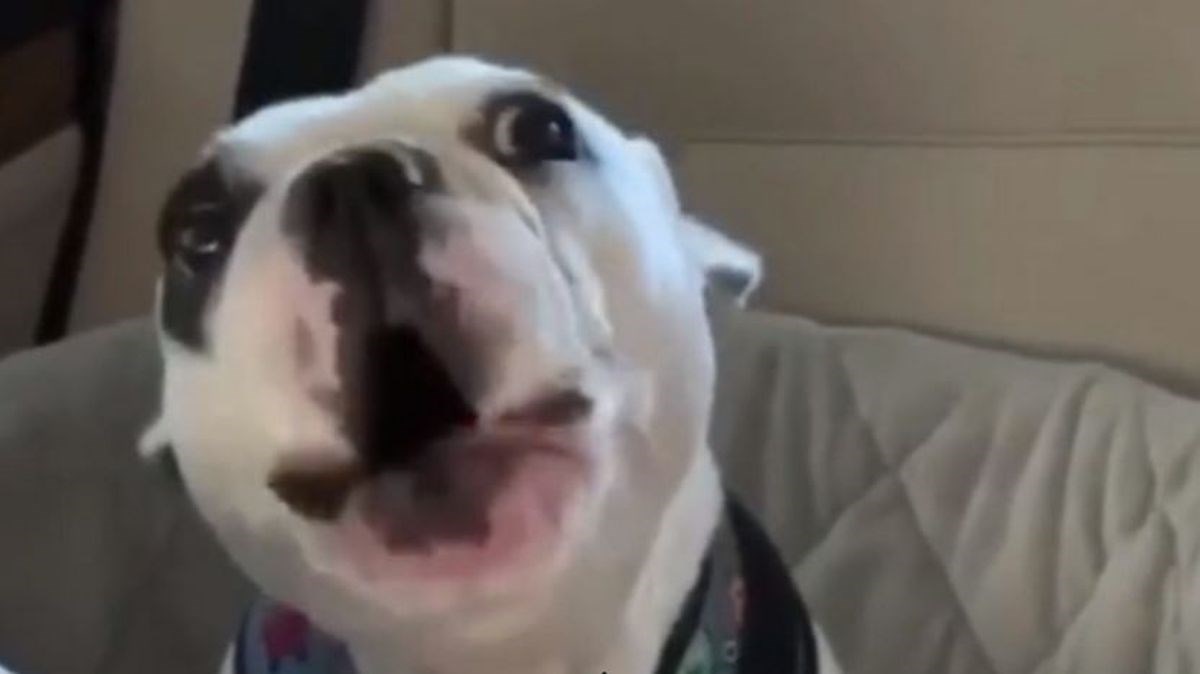 Ovog psa prozvali su kraljem drame nakon što mu je vlasnica rekla "ne", evo i zašto