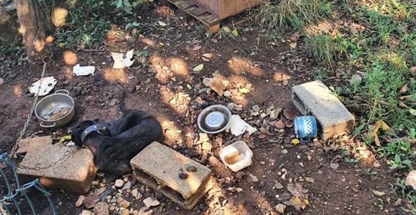 Pas u Istri dugo je umirao na lancu od gladi, nikoga nije bilo briga