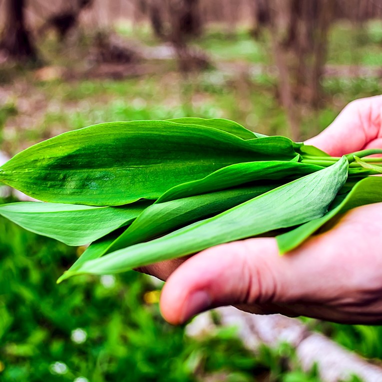Kreće sezona jedne omiljene proljetne namirnice - idete li i vi u berbu?