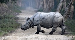 Uginuo najstariji bijeli nosorog na svijetu