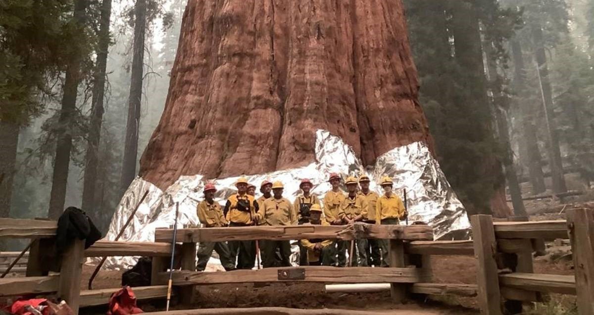 Vatrogasci omataju drevne sekvoje u vatrootporne deke, štite ih od požara