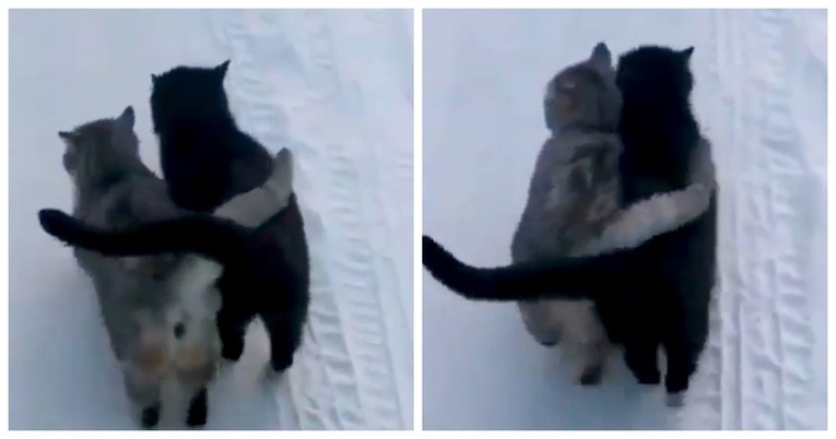 Pogledajte urnebesni video mačaka koje hodaju skupa i grle se repovima