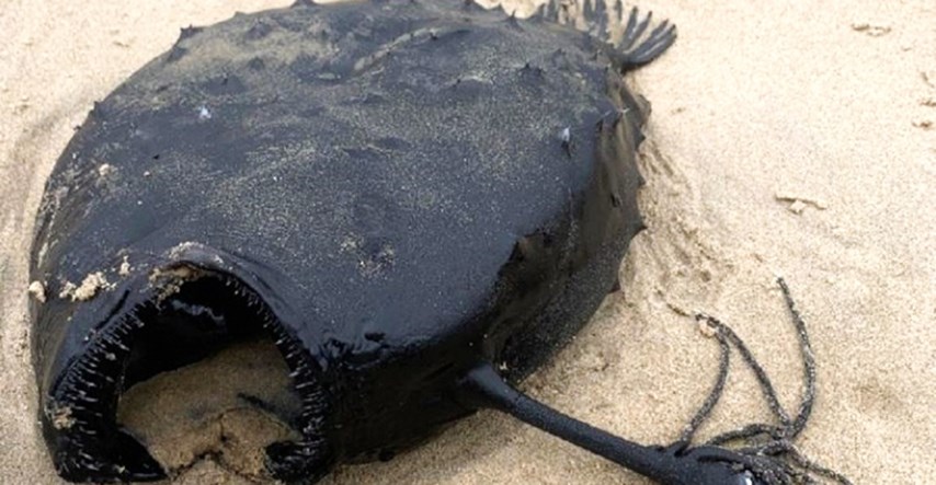 "Izvanzemaljsko" stvorenje nasukalo se na plažu u Kaliforniji