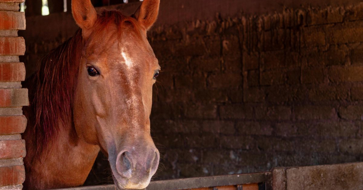Veterinar obrađivao kopito kobili, ona ga udarila i usmrtila