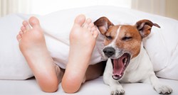 Istraživanja su pokazala da žene spavaju bolje uz pse nego uz muškarce