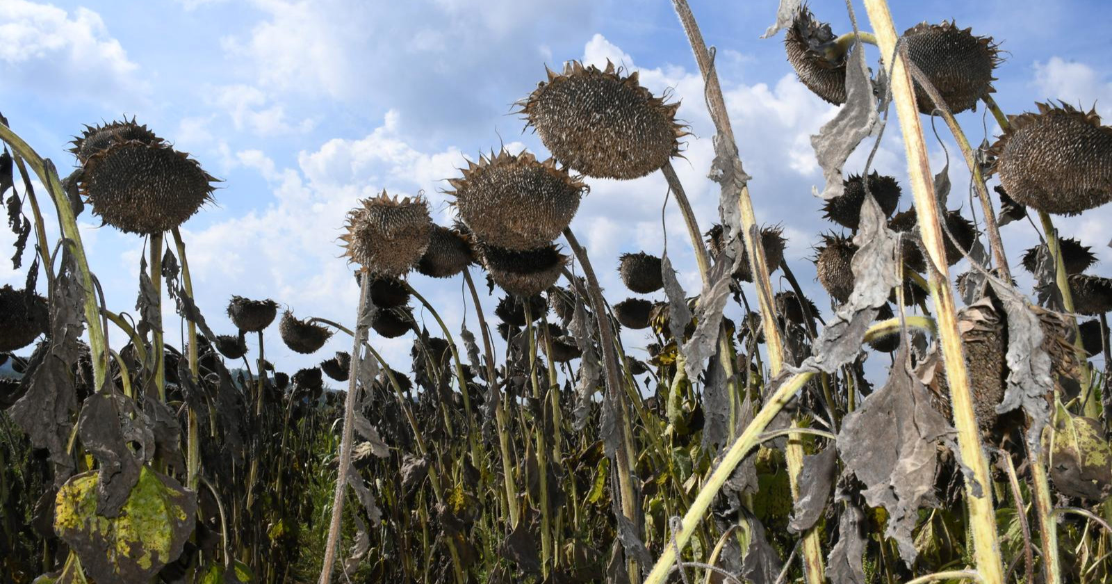 Najmanje 39 milijuna eura štete od suše u koprivničkoj Podravini