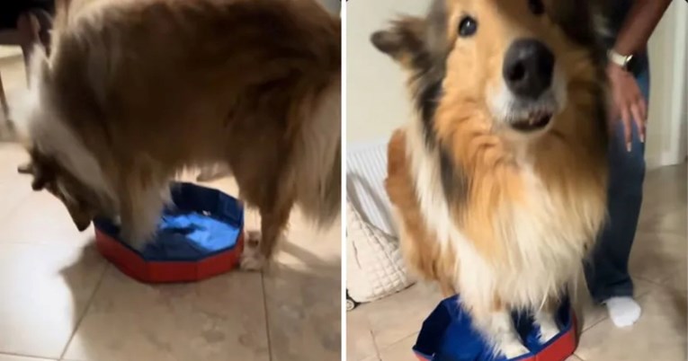 "Taman za hrčka": Žena naručila bazen za psa pa se iznenadila onime što je stiglo