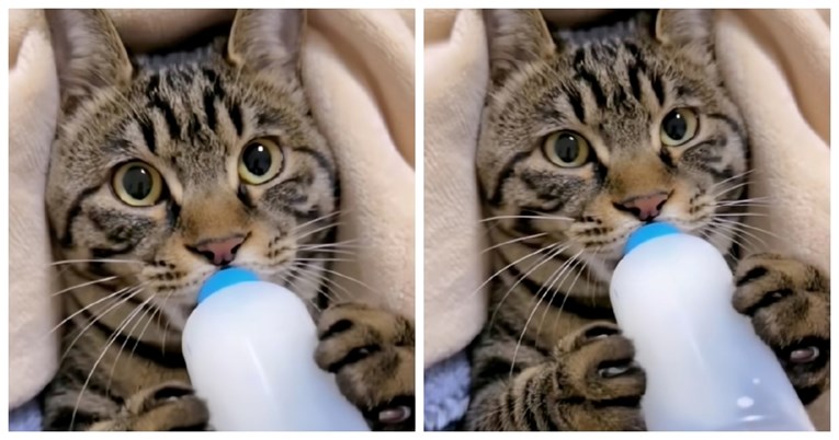Video mačke koja pije mlijeko iz bočice nešto je najslađe što ćete vidjeti danas