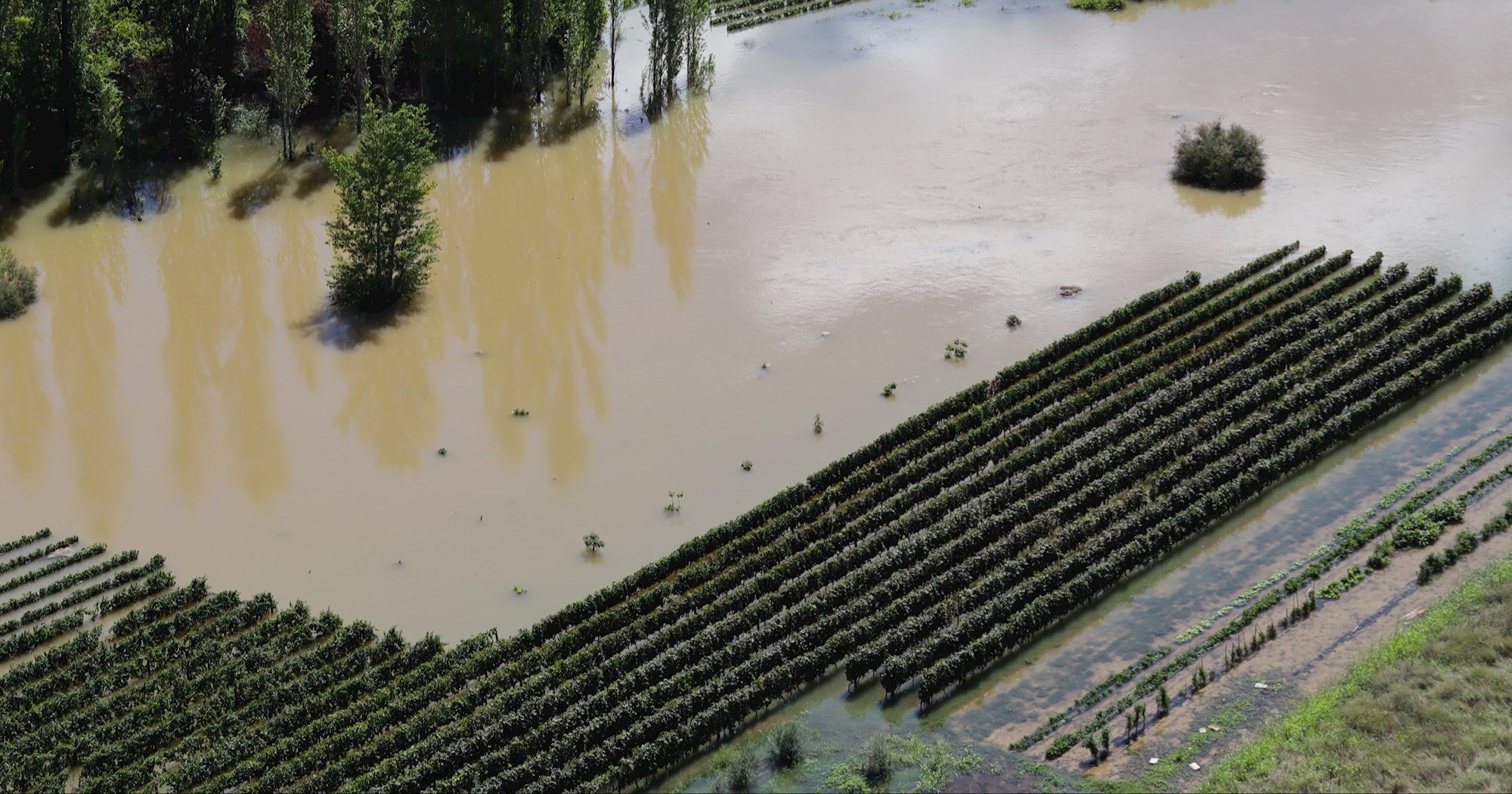 FOTO Poplavljeno vrgoračko polje, dio vinograda pod vodom
