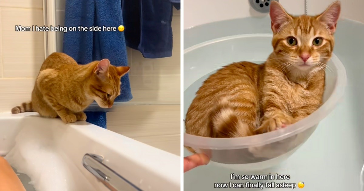 Žena pronašla način kako da mački koja želi biti blizu nje dok se kupa ispuni želju