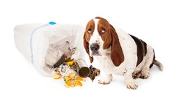 Zašto psi vole kopati po kantama za smeće?
