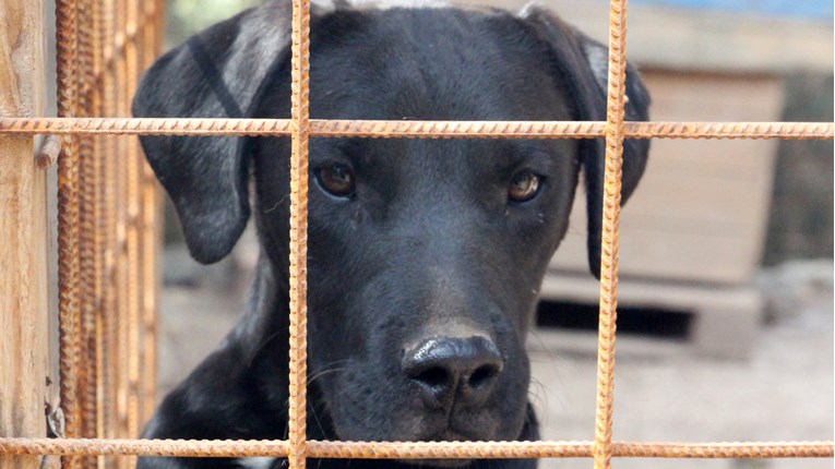 70 pasa je i dalje gladno, a Anica ima zabranu preuzimanja novih pasa dok ne izgradi sklonište