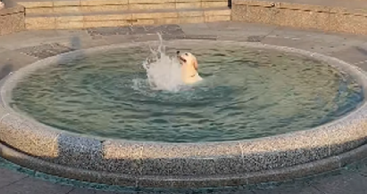 VIDEO Preslatki labrador spas od vrućina potražio u zagrebačkom Manduševcu