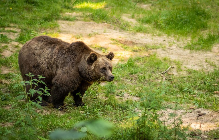 U Paklenici medvjedima stavili ogrlice za praćenje. "U susretu treba biti oprezan"