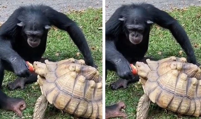 Čimpanza s kornjačom podijelila jabuku koju je jela, prizor topi srca