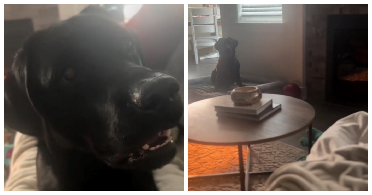 VIDEO Vlasnica prvi put počela štucati pred psom, reakcija labradora postala hit