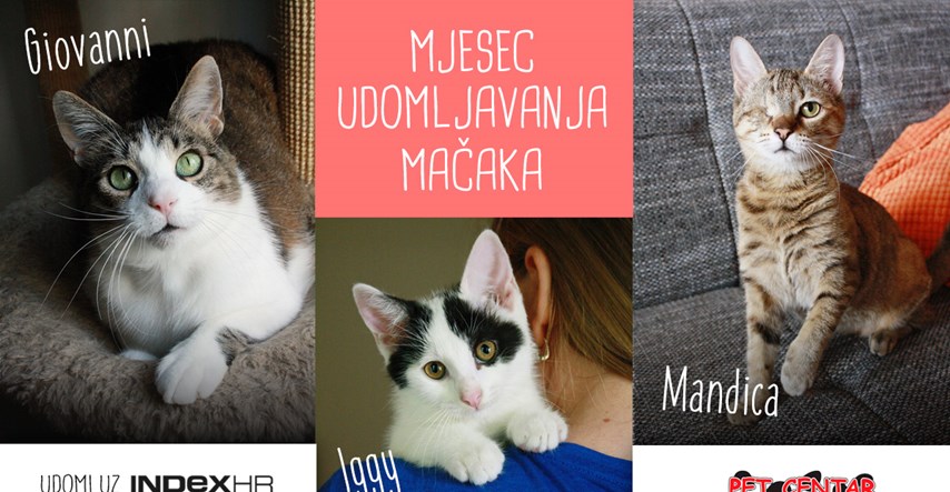 Lipanj je mjesec udomljavanja maca: Pomozimo ovim ljepotanima pronaći dom