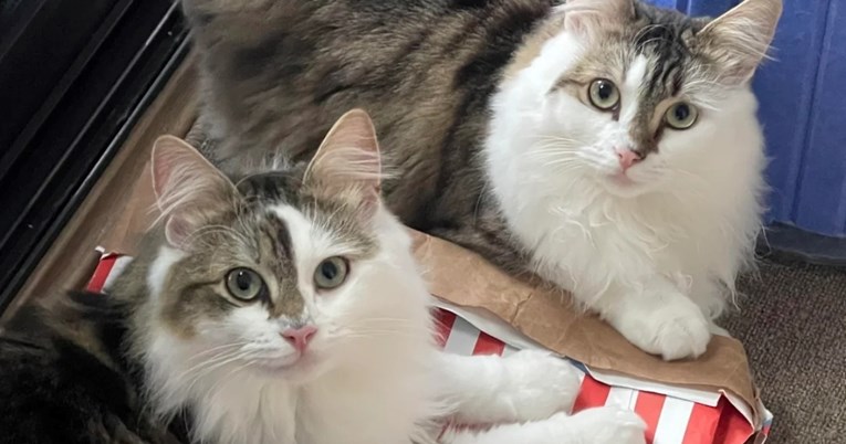 Mislila je da su nestašne, a mačke su joj zapravo spašavale život