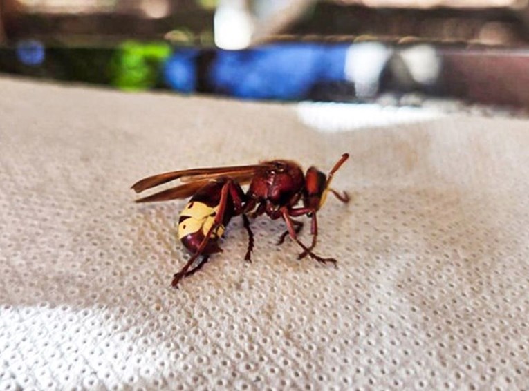 Sve više invazivnih vrsta u EU. "Čovjek ih donese u grad pa se prošire u prirodu"