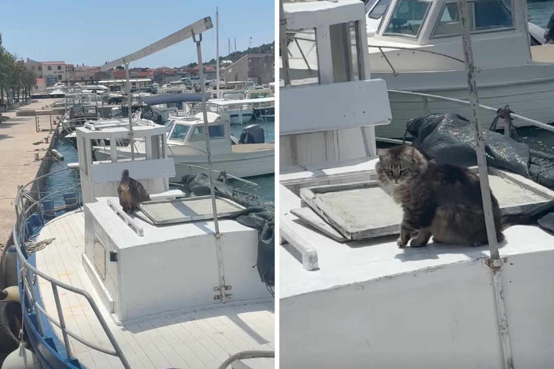 Mačak s Murtera je hit, ponaša se kao pravi kapetan broda