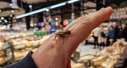 Desničari uzrujani zbog odobrenja EU za hranu od kukaca. Istražili smo o čemu se radi