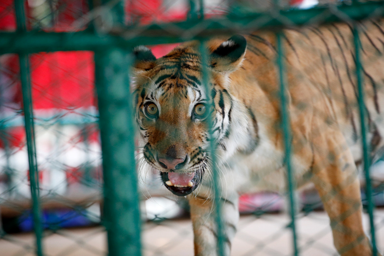 Masovni pomor tigrova u turističkoj atrakciji na Tajlandu. Uginule 72 životinje