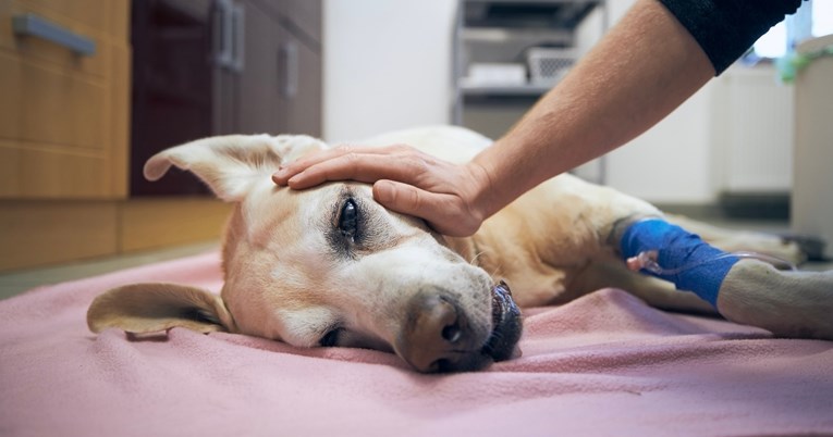Veterinarka moli vlasnike da ostanu sa psima tijekom eutanazije: Nemojte odlaziti