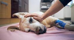 Veterinarka moli vlasnike da ostanu sa psima tijekom eutanazije: Nemojte odlaziti