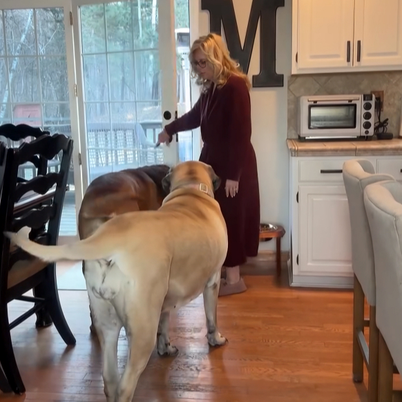 Žena objavila jutarnju rutinu s dva mastifa. Ljudi se šale: "U kući imate dva konja"