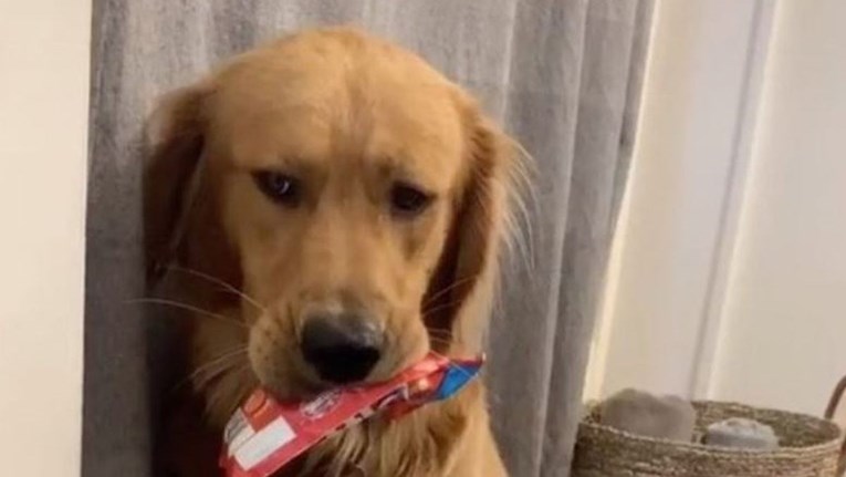 Psu su oduzeli omiljenu igračku da bi je oprali, njegova reakcija slomit će vam srce