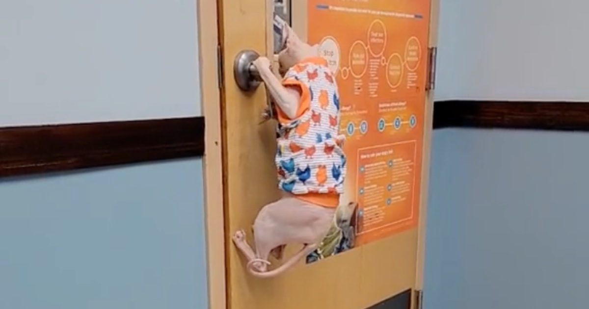 Mačka pobjegla iz veterinarske ordinacije, ljudi je uspoređuju s Houdinijem