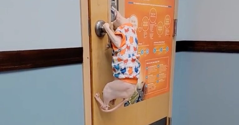 Mačka pobjegla iz veterinarske ordinacije, ljudi je uspoređuju s Houdinijem