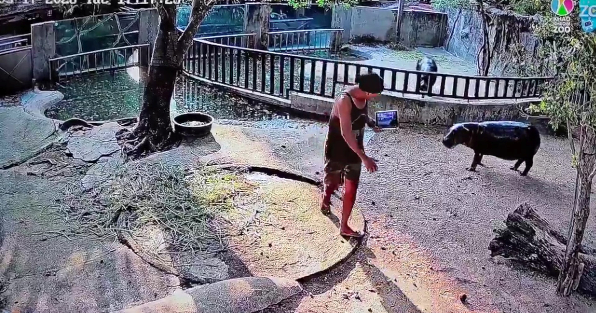 Turist provalio u nastambu slavne vodenkonjice Moo Deng, prijeti mu zatvor