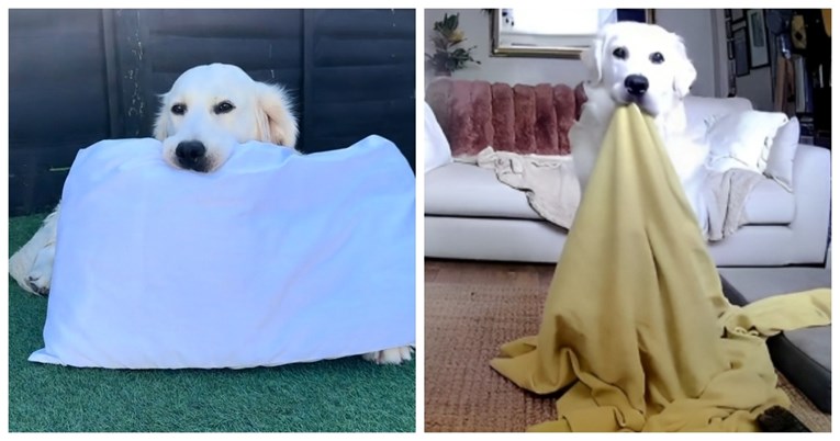 Pogledajte što ovaj pas radi svaki put kad mu se vlasnici vrate kući 