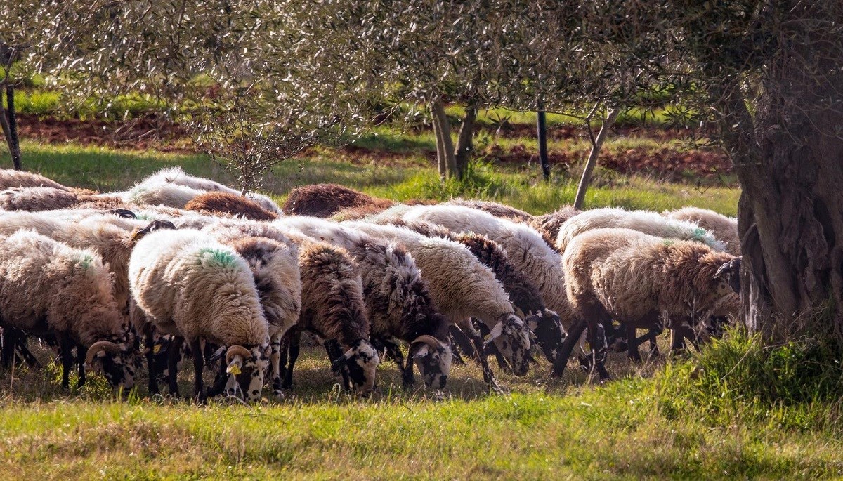 Mladić se autom zabio u stado dvadesetak ovaca na Krku, sve su uginule