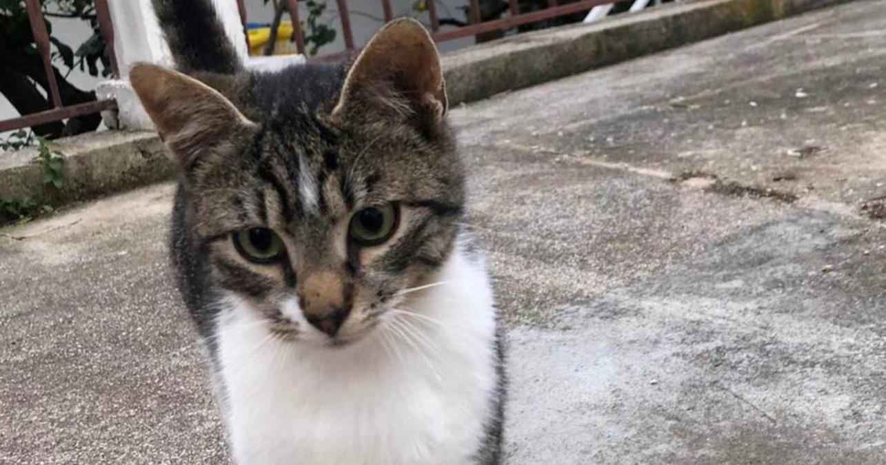 Volonteri na Hvaru educiraju djecu o brizi za ulične mačke