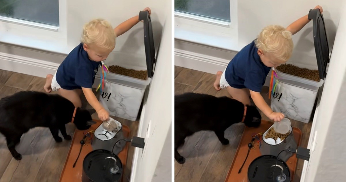 Mama ostala iznenađena kada je vidjela što je mačak naučio njezinog jednogodišnjaka