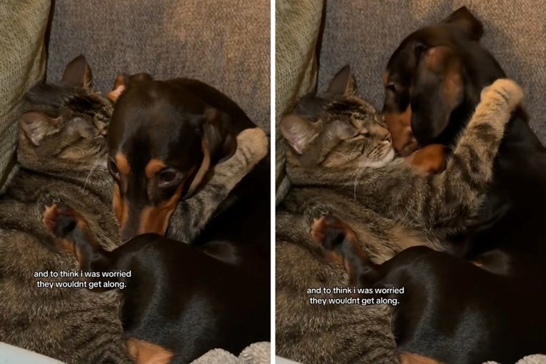 Vlasnica se brinula da se pas i mačka neće slagati, a onda ju je dočekao ovaj prizor