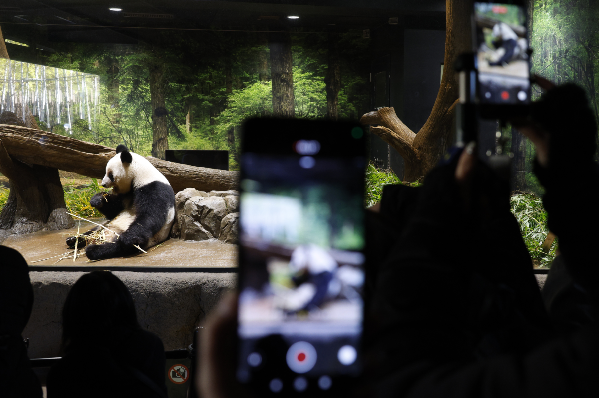 Japan se oprašta od posljednjih divovskih pandi. Odnosi s Kinom su sve gori