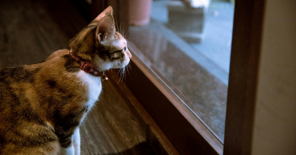 Novi švedski zakon: Ostavljanje mačke bez nadzora je kazneno djelo