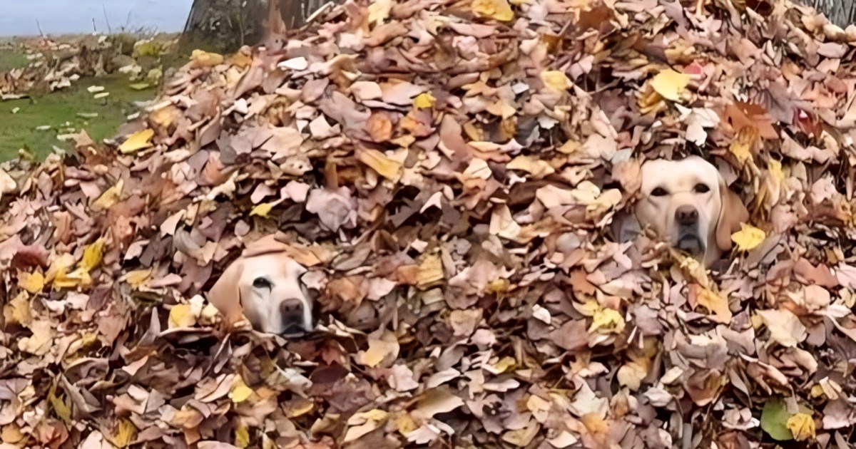 Vlasnik tražio ženke labradora, pronašao ih kako se kriju u hrpi lišća u dvorištu